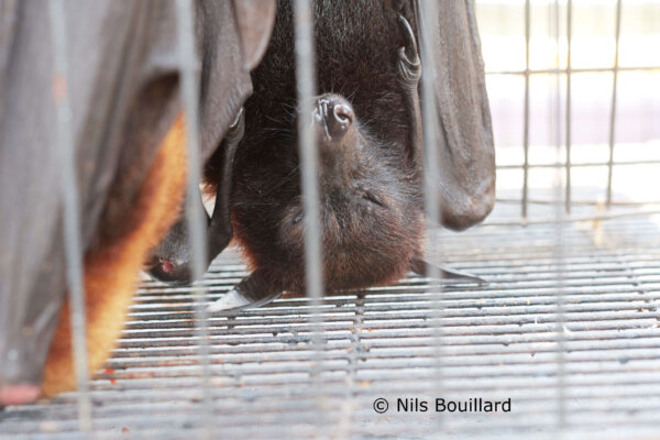 World Health Day 2020 - Ban Wildlife Trade