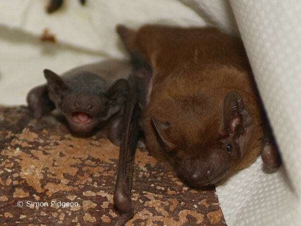 Animal Friends Insurance supporting the National Bat Helpline