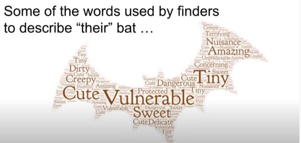 First results from BCT’s Bat Finder Survey released