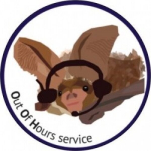 Volunteer for the Out of Hours Bat Helpline