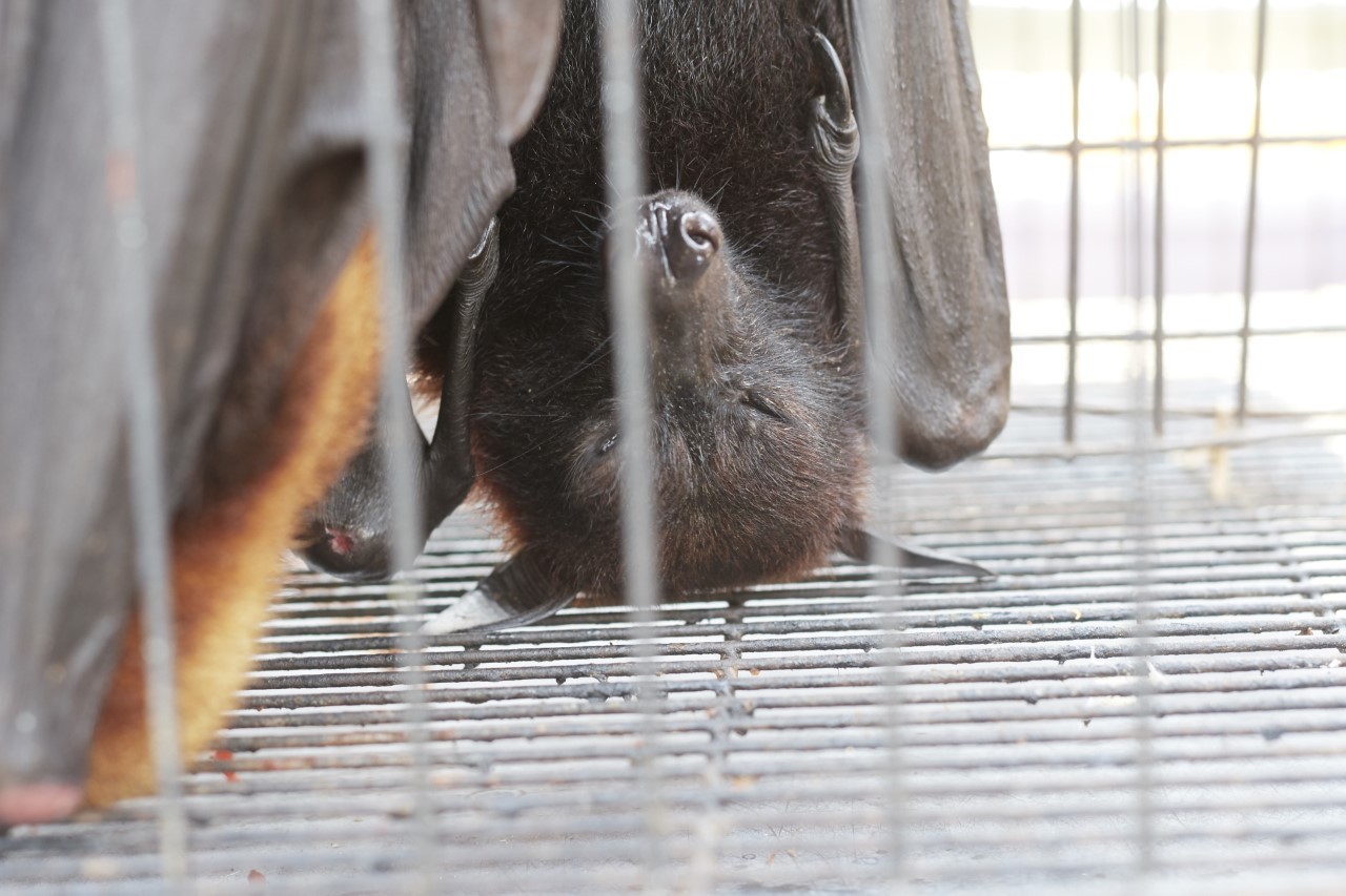 BCT is supporting a call to close wildlife markets
